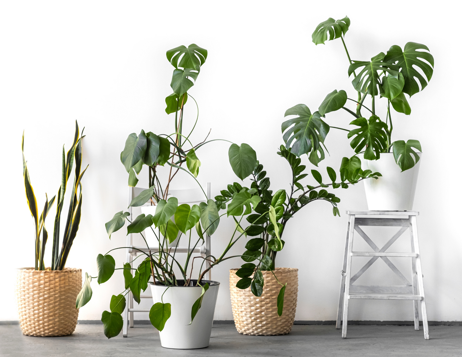 Plantes d'intérieur