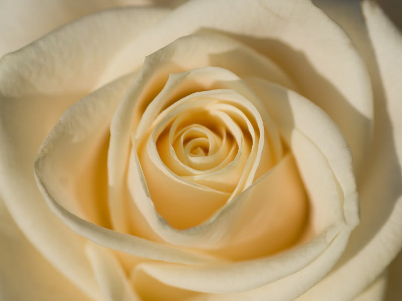 Rose Blanche Avalanche