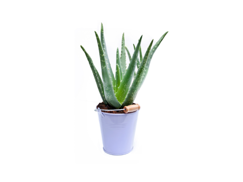 L'Aloe Vera