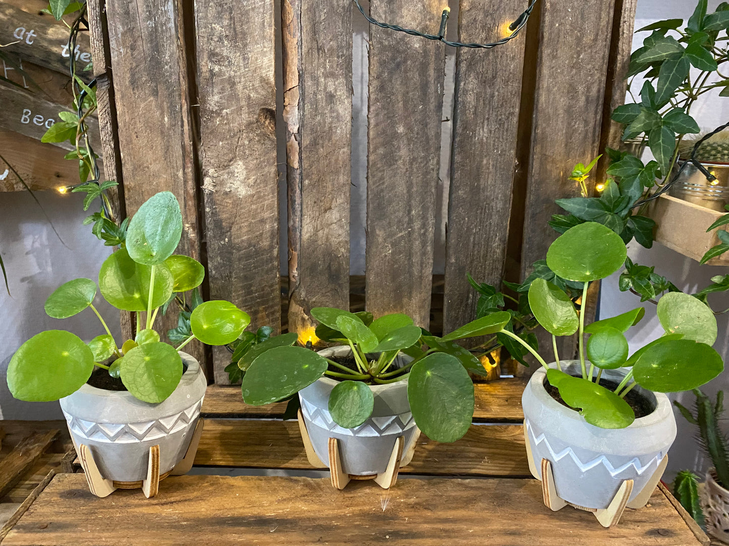 Pilea plante a monnaie chinoise