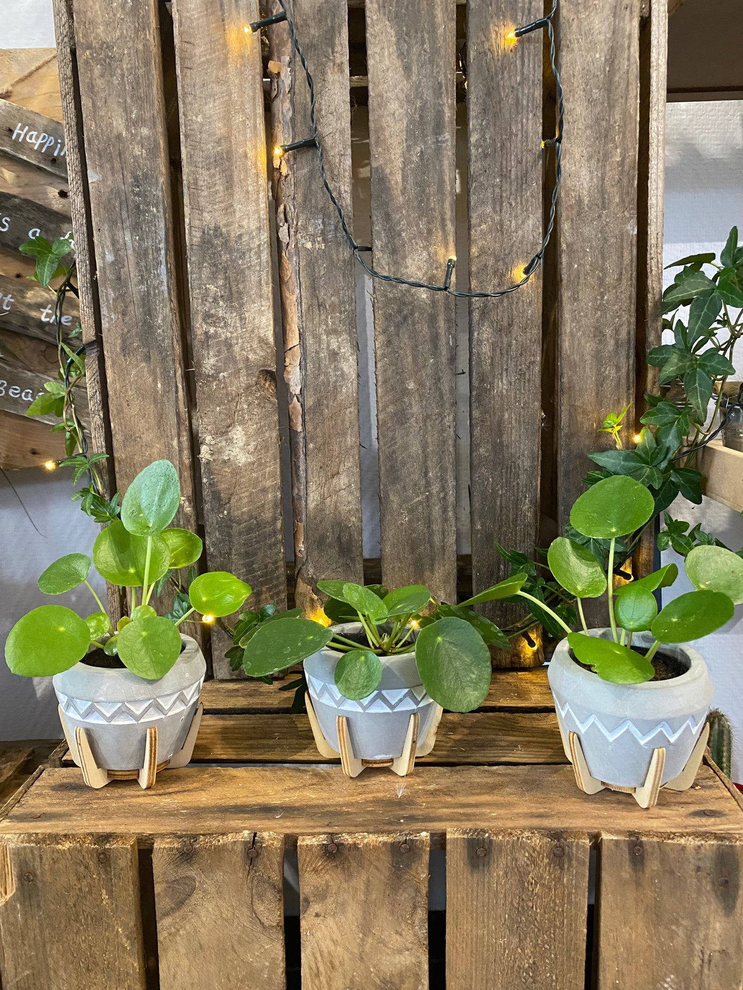 Pilea plante a monnaie chinoise