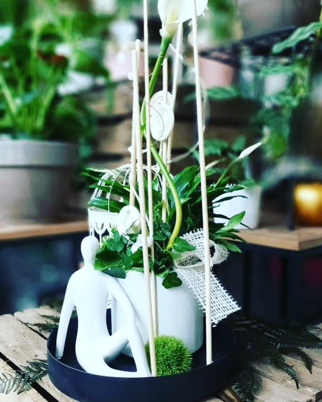 Composition 3 plantes moderne