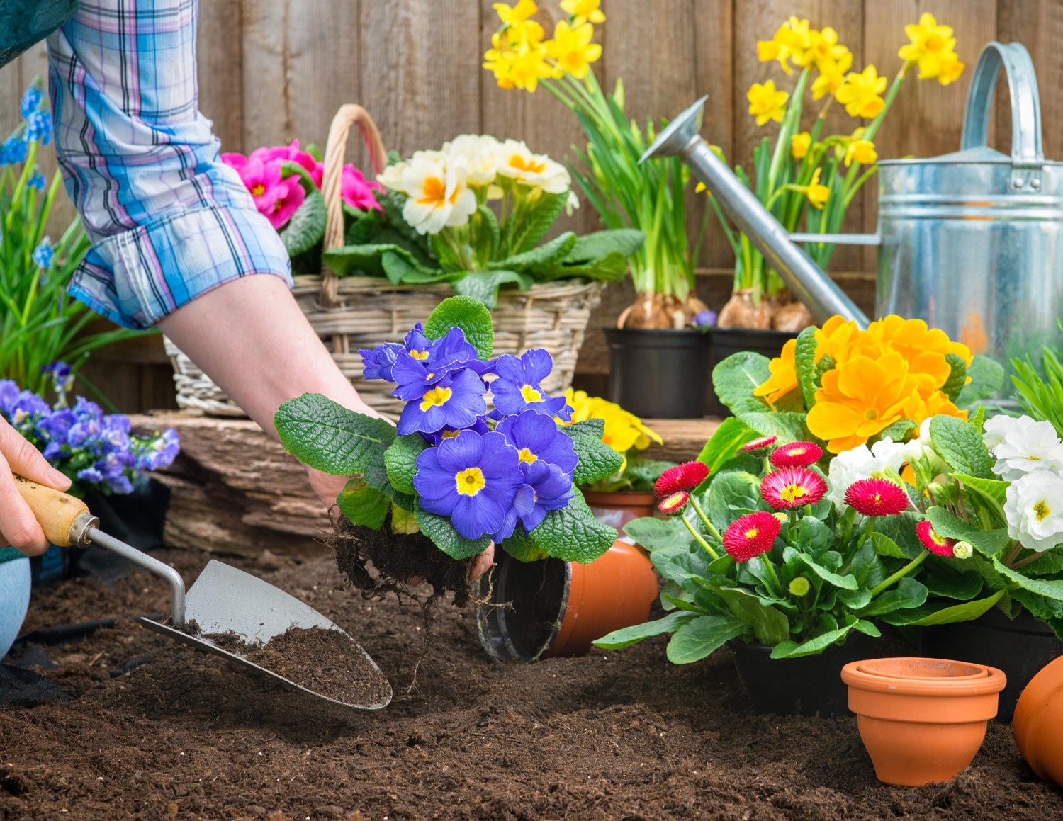 Plantes d'extérieur