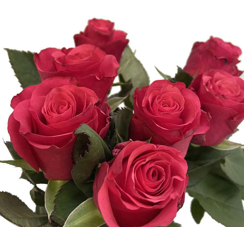 Rose Rhodos 40 cm