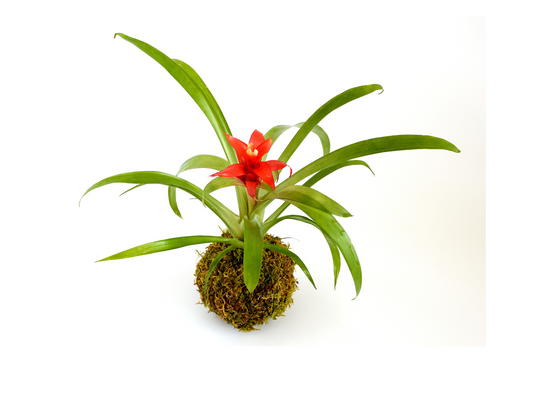 kokedama Bromelia