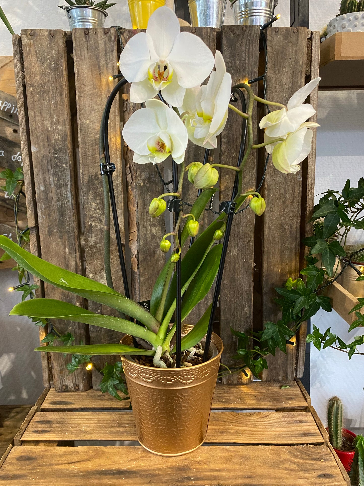 Orchidée blanche arcade 2 tiges