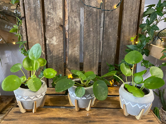 Pilea plante a monnaie chinoise