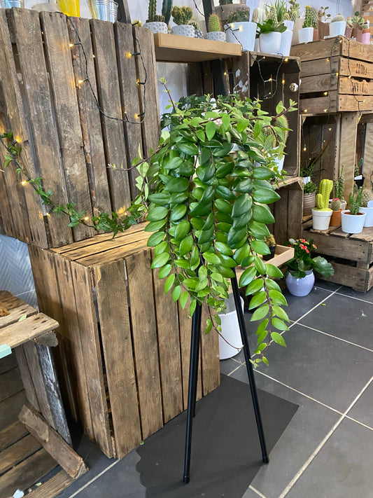 Plante verte tombante