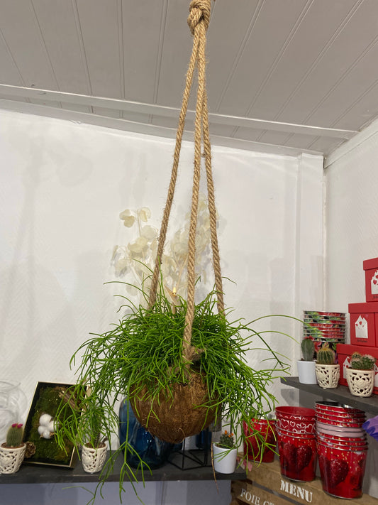 Suspension  style kokedama
