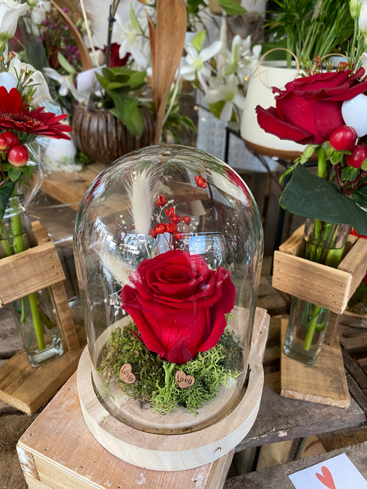 Rose éternelle rouge