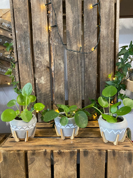 Pilea plante a monnaie chinoise