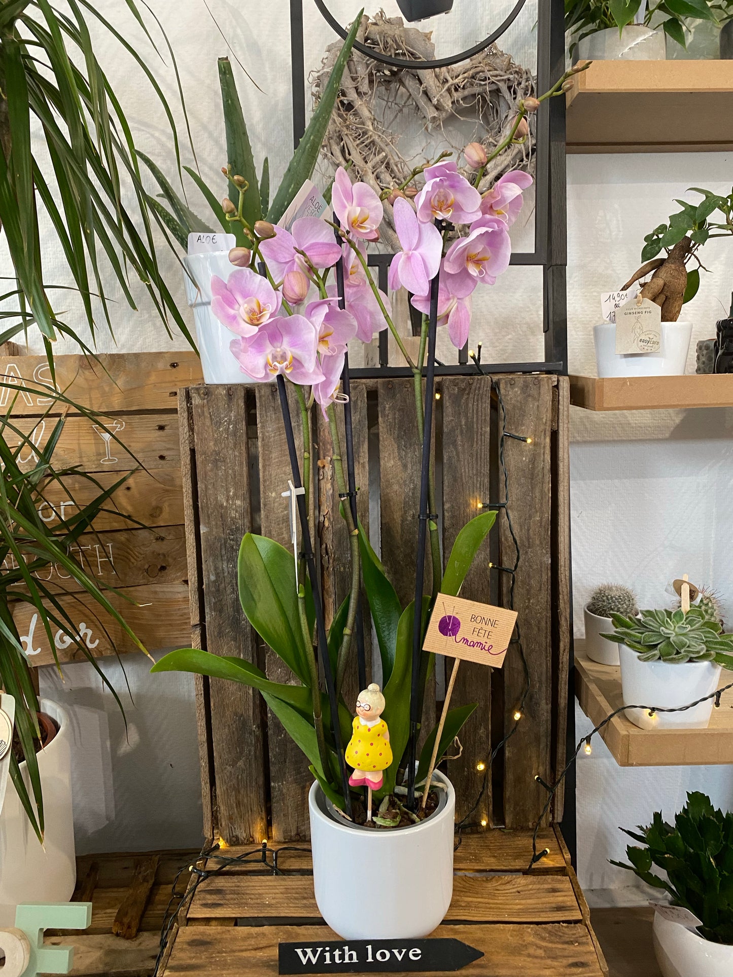 Orchidée 3 tiges et pot en céramique