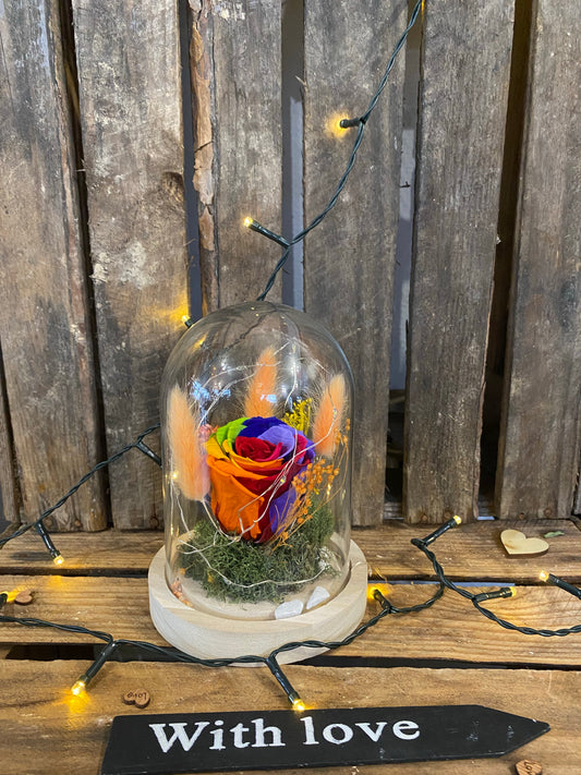 Rose éternelle sous cloche