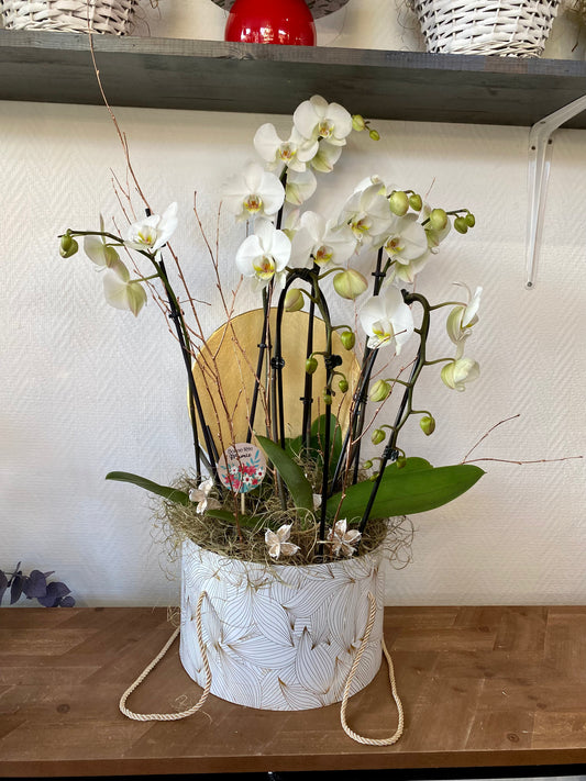 Composition orchidées 6 tiges