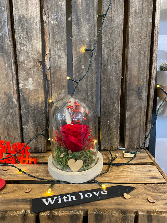 Rose éternelle sous cloche