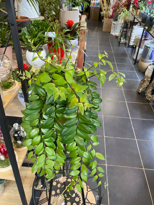 Plante verte tombante